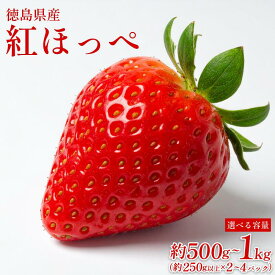 【ふるさと納税】 いちご 500g から 1kg 選べる 容量 紅ほっぺ 苺 【1月下旬より順次出荷】 イチゴ ストロベリー 数量限定 徳島県産 旬 産地 直送 フレッシュ フルーツ 果物 国産 徳島県 5000 5000円 5000円以内