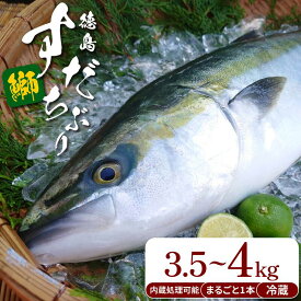 【ふるさと納税】 ぶり ラウンド すだちぶり 丸ごと1本 約3.5kg~4kg 冷蔵 徳島 養殖 ブランド鰤 鰤 ブリ お正月 buri 豪華 海鮮 魚 ふるさと納税