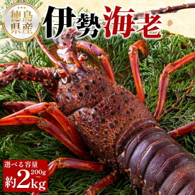 【ふるさと納税】 伊勢海老 選べる 200g ～ 2kg えび エビ 高級 伊勢 伊勢えび 鮮魚 海鮮 魚介 刺身 焼き物 汁物 イセエビ 海老 正月 おせち ギフト 贈答 贈り物 祝い 歳暮 中元 年末 年始 ebi 徳島 阿南 【年末年始 発送対応可能です！】