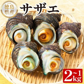 【ふるさと納税】 サザエ 選べる 容量 1kg 2kg さざえ 貝 貝類 栄螺 鮮魚 海鮮 魚介 刺身 焼き物 汁物 さざえご飯 壺焼き つぼ 正月 おせち ギフト 贈答 贈り物 祝い 歳暮 中元 年末 年始 バーベキュー BBQ sazae 徳島 阿南