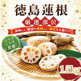 【ふるさと納税】 れんこん 厳選 部位セット 1.5kg~4.2kg 蓮根 徳島蓮根 個包装 小分け 贈答用 いただきます農園 徳島 希少部位 天ぷら サラダ 煮物 9月中旬以降発送