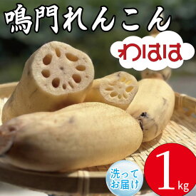 【ふるさと納税】 鳴門れんこん 1kg~4kg 洗いれんこん 蓮根 れんこん レンコン 手掘り 野菜 やさい 根菜 新鮮 産地直送 農家直送 国産 四国 鳴門市 徳島県