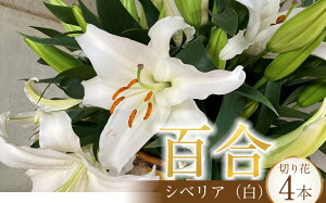 �y�ӂ邳�Ɣ[�Łz�S���E�V�x���A 30�� �؂�� | �S�� �V�x���A �� �ԑ� �t�����[ �A�� �v�����g �G�� ���p�i �ԁE�c�� �ϗt�A�� �ԕr �Ԋ� �����_�� �����s �ӂ邳�Ɣ[�� �ԗ�i �M�t�g �v���[