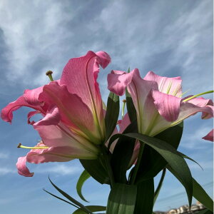 yӂ邳Ɣ[ŁzS }X^[isNj3ֈȏ@5{ | t[ A vg lC  