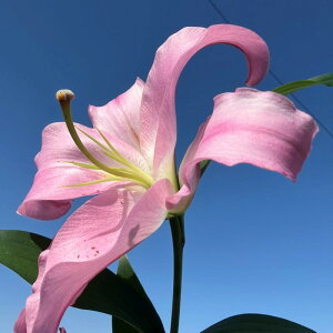 yӂ邳Ɣ[ŁzS }X^[isNj5ֈȏ@3{ | t[ A vg lC  