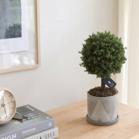 【ふるさと納税】プリザーブドフラワー グリーンボールトピアリー ＜Fine＞ ｜花 ギフト プレゼント アレンジ おしゃれ 母の日 誕生日 結婚祝い 退職祝い お祝い