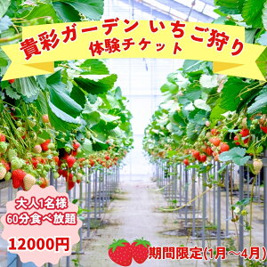 yӂ邳Ɣ[Łzy͔|Ԓ_sgpzMʃK[f̌`Pbgbs@  ̌