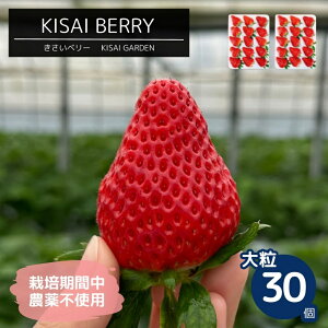 yӂ邳Ɣ[Łzy \tE2026N1菇 zKISAI BERRY 嗱 30 yʌz | ͔|Ԓ_sgp   C`S gق   ʕ t[c X[W[ W