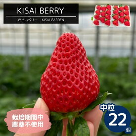 【ふるさと納税】KISAI BERRY 中粒 22個 【数量限定】 | 栽培期間中農薬不使用 苺 いちご イチゴ 紅ほっぺ 徳島 鳴門 果物 フルーツ スムージー ジャム