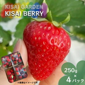 【ふるさと納税】KISAI BERRY 250g×4パック 【数量限定】 | 栽培期間中農薬不使用 苺 いちご イチゴ 紅ほっぺ 徳島 鳴門 果物 フルーツ スムージー ジャム
