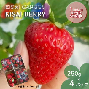 yӂ邳Ɣ[Łzy \tE2026N1菇 zKISAI BERRY 250g×4pbN yʌz | ͔|Ԓ_sgp   C`S gق   ʕ t[c X[W[ W