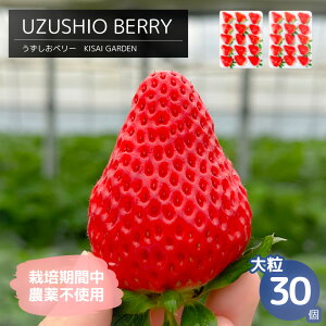 yӂ邳Ɣ[Łzy \tE2026N1菇 zKISAI BERRY 嗱 30 yʌz | ͔|Ԓ_sgp   C`S gق   ʕ t[c X[W[ W