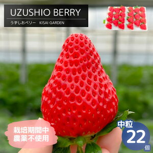 yӂ邳Ɣ[Łzy \tE2026N1菇 zKISAI BERRY  22 yʌz | ͔|Ԓ_sgp   C`S gق   ʕ t[c X[W[ W