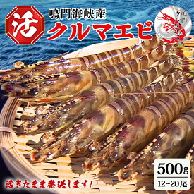 【ふるさと納税】【予約受付中・8月頃より順次発送】鳴門 活き クルマエビ 500g（12~20尾）国産 くるまえび 車海老 車えび 刺身