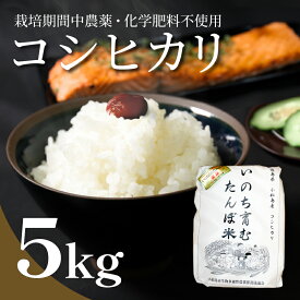 【ふるさと納税】 【2週間発送】 米 コシヒカリ 5kg 徳島県 白米 栽培期間中無農薬 精米したて 新生活 四国 徳島 小松島 お米 こめ おこめ 白米 精米 国産 送料無料 国産 TKG 卵かけご飯 おにぎり いのち育む田んぼ米 生物多様性【北海道・沖縄・離島への配送不可】