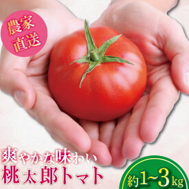 【ふるさと納税】 【選べるお届け月】 トマト 1~3kg 桃太郎 先行予約 甘い 野菜 やさい 国産 産地直送 数量限定 旬 桃太郎トマト 生野菜 新鮮 ソース 調味料 ケチャップ サラダ 美容 新鮮 健康 お取り寄せ グルメ おすすめ 人気 徳島県 小松島市