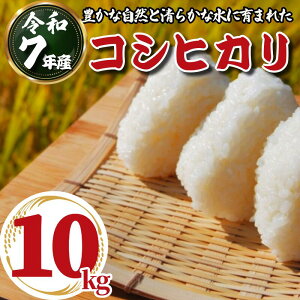 yӂ邳Ɣ[Łz ߘa7NY  RVqJ Iׂ 5kg 10kg V   ɂ ٓ Mtg  v[g  O s\   