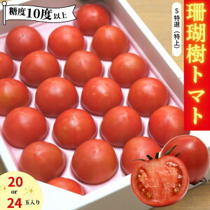 yӂ邳Ɣ[Łz g}g s\ t[c g}g 1kg STCY 20 - 24 x 10ȏ ①  Mtg v[g  g}gW[X T_ pX^ X[v t[c Ic X 