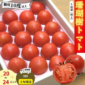【ふるさと納税】 先行予約 定期便 3回 トマト 1kg 珊瑚樹 Sサイズ 糖度 10 甘い トマト フルーツトマト 野菜 やさい 国産 産地直送 旬 新鮮 ソース 調味料 ケチャップ サラダ 美容 健康 お取り寄せ グルメ 贈答 ギフト プレゼント 人気 樫山農園 発送：2026年3月上旬～