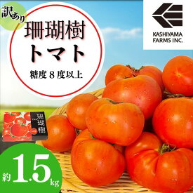 【ふるさと納税】 【2026年先行予約】訳あり 珊瑚樹トマト約1.5kg（4月・5月発送）甘い トマト フルーツトマト 野菜 やさい 国産 産地直送 旬 新鮮 ソース 調味料 ケチャップ サラダ 美容 健康 お取り寄せ グルメ 贈答 ギフト プレゼント 人気 おすすめ ふるさと納税 冷蔵