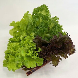 �y�ӂ邳�Ɣ[�Łz�V�N���Ⴋ���Ⴋ���^�X�y�z���s�n��F�����E�k�C���E���ꌧ�z�y1675682�z