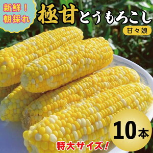 【ふるさと納税】 甘々娘 とうもろこし スイートコーン 選べる 5本 2kg / 10本 4kg 先行予約 かんかんむすめ トウモロコシ 甘い 期間限定 夏 旬 野菜 鍋 炒め物 煮物 スープ 弁当 惣菜 おかず 健