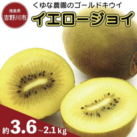 【ふるさと納税】 訳あり キウイ ゴールドキウイ 食べ比べ S~Mサイズ イエロージョイ 先行予約 糖度 16度 キウイフルーツ 期間限定 果物 ビタミンC 新鮮 旬 デザート 国産 ギフト 贈り物 贈答 送料無料 ふるさと納税果物 ふるさと納税キウイ 吉野川市 徳島県 くゆな農園