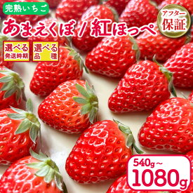 【ふるさと納税】 いちご 紅ほっぺ あまえくぼ 選べる 品種 容量 540g 1080g 2パック 4パック アフター保証 選べる 発送時期 2026年 1月〜 / 3月〜 期間限定 人気 春 ケーキ デザート ギフト 贈り物 贈答 イチゴ 苺 ストロベリー 徳島県 吉野川市 あんいちご園