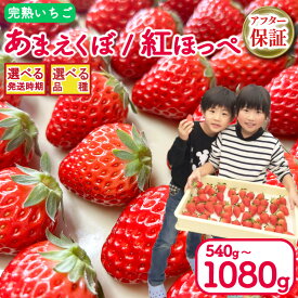 【ふるさと納税】 いちご 紅ほっぺ あまえくぼ 選べる品種 540g / 1080g 【 アフター保証付き 】 発送時期 2026年 1月/ 3月 期間限定 人気 春 ケーキ ショートケーキ デザート ギフト 贈り物 贈答 イチゴ 苺 ストロベリー 完熟いちご 期間限定 徳島県 吉野川市 あんいちご園