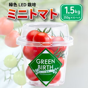 yӂ邳Ɣ[Łz g}g ~fBg}g 1.5kg (250g×6) O[o[X 2025N 11` \  ₳ ʕ XC[c W[X g}gW[X pX^ XpQbeB \[X T_ hbV