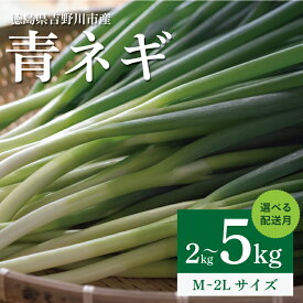 【ふるさと納税】 青ネギ 選べる 容量 2kg 4kg 5kg 【 シャキとろ 青ネギ 】ねっこ農園 丸ごと 食べれる 苦みえぐみが少ない 12月～6月 発送 薬味 ネギ 野菜 葱 味噌汁 うどん 鍋 朝ご飯 徳島県 吉野川市