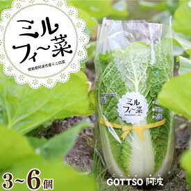 【ふるさと納税】 白菜 ミニ白菜 3個 6個 野菜 やさい 白菜 はくさい 鍋 スープ 味噌汁 漬物 餃子 キムチ ギフト 贈り物 プレゼント お取り寄せ グルメ ビタミン 健康 美容 冷蔵 個包装 産地直送 新鮮 送料無料 徳島県 阿波市 GOTTSO阿波