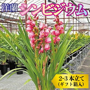 yӂ邳Ɣ[Łz m   VrWE 23{  Mtg  m G  s\  gs