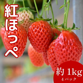 【ふるさと納税】 いちご 紅ほっぺ 4パック ( 280g × 4 ) 大粒 果物 フルーツ 苺 ストロベリー ケーキ アイス タルト スムージー 洋菓子 和菓子 フルーツサンド フルーツ大福 いちご大福 プレゼント ギフト 贈答 お取り寄せ グルメ 送料無料 徳島県 阿波市 御所の郷