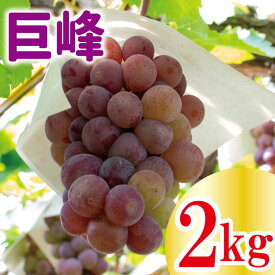 【ふるさと納税】【 先行予約 】 巨峰 約 2kg ＜出荷時期：2024年8月上旬～2024年9月下旬頃＞フルーツ ぶどう 葡萄 【内祝い 内祝 お祝い 御祝い 御祝 お礼 御礼 プレゼント ギフト 贈り物 三木ぶどう園 徳島県 阿波市 】