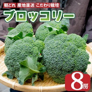 yӂ邳Ɣ[Łz ubR[ 8{ 2kgȏ  ₳ Y ̂ VN { Gߖ Yn NxQ T_ X[v X`  V`[ J[ aH mH  r^~ e N ① 