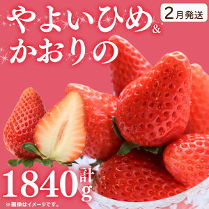 yӂ邳Ɣ[Łz 󂠂  悢Ђ  2 Iׂe v920g 1840g  Xgx[ s\ ʕ t[c P[L [[ W[X ACX V[xbg 啟 XC[c 