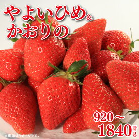 【ふるさと納税】 訳あり いちご やよいひめ かおりの 2種 選べる容量 計920g 1840g 苺 ストロベリー 先行予約 果物 フルーツ ケーキ ゼリー ジュース アイス シャーベット いちご大福 スイーツ デザート ジャム 不揃い 規格外 家庭用 甘い 人気 おすすめ お取り寄せ グルメ