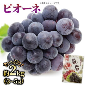【ふるさと納税】 ぶどう ピオーネ 約2kg 3から5房 《2026年7月下旬から順次発送》 フルーツ 果物 ぶどう 葡萄 お中元 贈答用 化粧箱 内祝い 内祝 お祝い 御祝い 御祝 お礼 御礼 プレゼント ギフト 贈り物 徳島県 阿波市