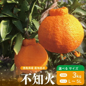 【ふるさと納税】 不知火 3kg 選べるサイズ L～5L 6玉～12玉 しらぬい みかん 蜜柑 果物 フルーツ 柑橘 オレンジ ゼリー ジュース アイス ケーキ デザート スイーツ ジャム 糖度 甘い ビタミン 美容 健康 送料無料 徳島県 阿波市 山中農園