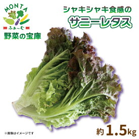 【ふるさと納税】 サニーレタス 約1.5kg 国産 野菜 やさい レタス サラダ スープ 味噌汁 焼肉 スムージー サンドイッチ パン 朝採れ 新鮮 産地直送 おかず おつまみ 惣菜 弁当 日用 健康 美容 ギフト プレゼント 贈答 アウトドア BBQ 冷蔵 徳島県 阿波市 MONTAふぁ～む
