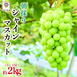 yӂ邳Ɣ[Łz VC}XJbg Iׂe  600700g 1[  1kg 2[  1.4kg  2kg 34[ o׎F2025N8{9{t[c Ԃǂ uhE  䏊_  