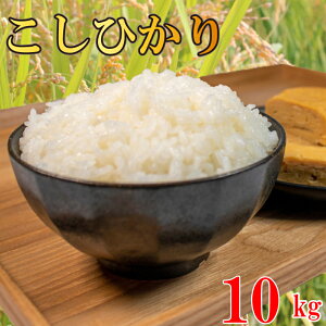 yӂ邳Ɣ[Łz RVqJ  5kg 10kg ߘa7NY    ͂ ɂ     Hi ~ ~ ۑ h Mtg  v[g  O 