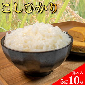 【ふるさと納税】 コシヒカリ 無洗米 5kg 10kg 令和7年産 白米 お米 精米 新米 卵かけご飯 食品 備蓄 備蓄米 保存 防災 ギフト 贈答 プレゼント お取り寄せ グルメ 送料無料 徳島県 阿波市 須見商店