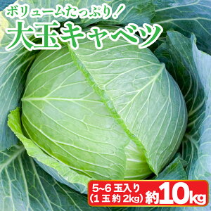 yӂ邳Ɣ[Łz Lxc  Iׂe 4`10kg 2 5~6 (1ʖ2kg) ̂ꂽ Yn _ƒ VN { T_ Lq DݏĂ [Lxc  gs