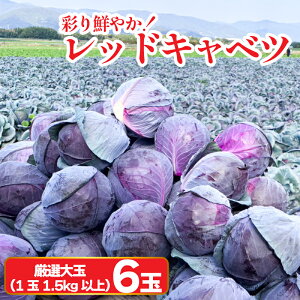 yӂ邳Ɣ[Łz Lxc bhLxc Iׂe g؂TCY 3 (1600g`1kg) I  2 6 (11.5kgȏ) ̂ꂽ Lxc Yn _ƒ VN { T_ Lq }l 