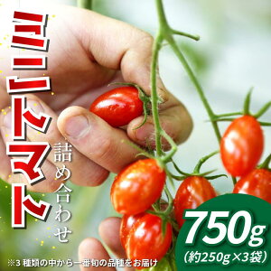 yӂ邳Ɣ[Łz g}g ~jg}g 750g i 250g × 3 j  teB[m A}C}[ `R  ₳ g}g W[X pX^ XpQeB[ \[X T_ hbVO ThC