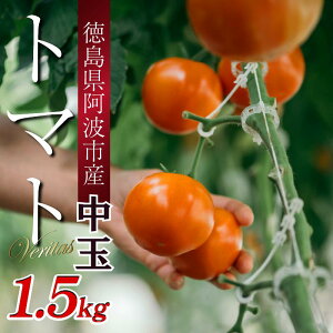 yӂ邳Ɣ[Łz g}g  1.5kg  ₳ g}g W[X pX^ XpQeB[ \[X T_ hbVO ThCb` no[K[ sU J[  O  gs