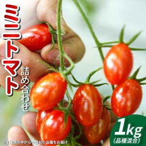 �y�ӂ邳�Ɣ[�Łz �g�}�g �~�j�g�}�g 1kg �t�����e�B�[�m �A�}�C�}���[ �`�R ��� �₳�� �g�}�g �W���[�X �p�X�^ �X�p�Q�e�B�[ �\�[�X �T���_ �h���b�V���O �T���h�C�b�` �n���o�[�K�[ �s�U 