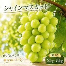 【ふるさと納税】 シャインマスカット 2kg 5kg 《 2026年 8月 中旬 から 順次発送 》 先行予約 フルーツ ぶどう 葡萄 期間限定 旬 産地直送 農家直送 産直 贈答 家庭用 ギフト 中内農園 ぶどう 直売所 徳島県 阿波市